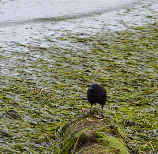 Crow at Beach - scaled
