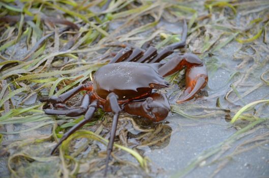 Kelp Crab at Beach